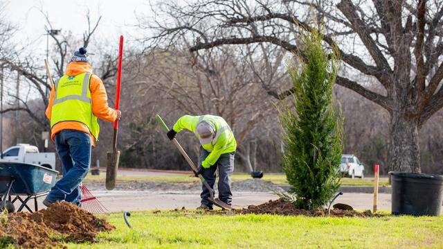 City of Arlington workers plant trees to celebrate the city’s 150th anniversary. The goal is to plant 1,800 trees in a year, or an average of 150 per month.